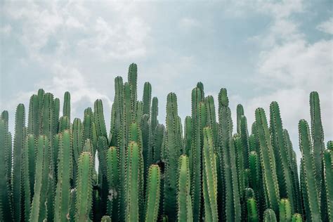 家種羅漢松|羅漢松：珍稀樹種的奧秘與養護撇步 – 植物盆栽綠寶典